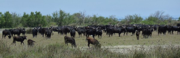 Manade de Méjanes - Camargue Mai 2014