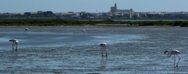 Flamants roses devant l'église des Saintes-Maries - Camargue Mai 2014