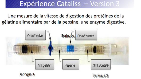 Vue de l'expérience qui sera réalisée à bord de l'ISS : digestion des protéines de la gélatine par la pepsine, une enzyme digestive.