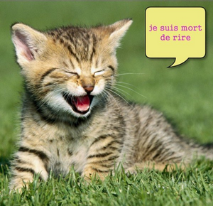 Chat mort de rire :)